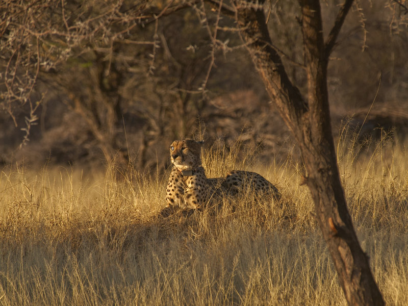Cheetah, Okonjima